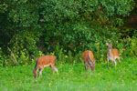 Jelenie (Cervus elaphus)