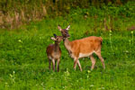 Jelenie (Cervus elaphus)