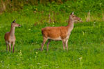 Jelenie (Cervus elaphus)