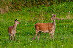 Jelenie (Cervus elaphus)