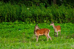 Jelenie (Cervus elaphus)