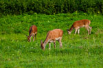 Jelenie (Cervus elaphus)