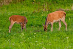 Jelenie (Cervus elaphus)