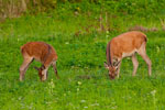 Jelenie (Cervus elaphus)