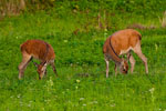 Jelenie (Cervus elaphus)