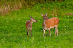 Jelenie (Cervus elaphus)