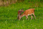 Jelenie (Cervus elaphus)