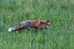 Lis (Vulpes vulpes)