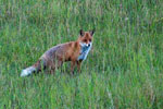 Lis (Vulpes vulpes)