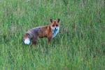 Lis (Vulpes vulpes)