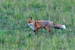 Lis (Vulpes vulpes)