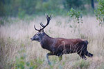 Jele szlachetny (Cervus elaphus)