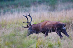 Jele szlachetny (Cervus elaphus)