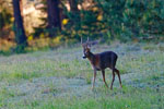 Sarna rogacz (Capreolus capreolus)