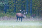 Jele szlachetny (Cervus elaphus)