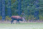 Jele szlachetny (Cervus elaphus)