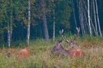 Jele szlachetny (Cervus elaphus)