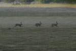 Zajc (Lepus europaeus)