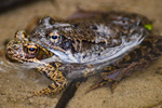 Żaby moczarowe (Rana arvalis)
