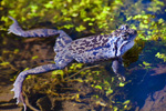 aba moczarowa (Rana arvalis)