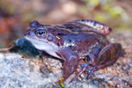 aba moczarowa (Rana arvalis)