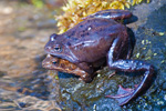 aba moczarowa (Rana arvalis)