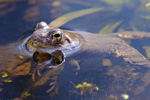 aba moczarowa (Rana arvalis)